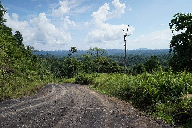 Free download Timber Trails Rain Forest Logging -  free photo or picture to be edited with GIMP online image editor