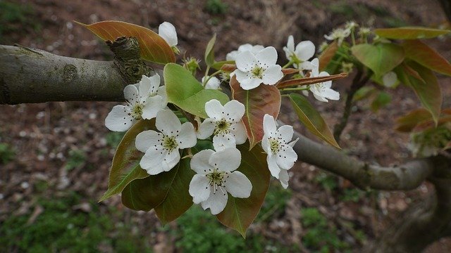 Free download Times Pear Flower Flowers -  free photo or picture to be edited with GIMP online image editor