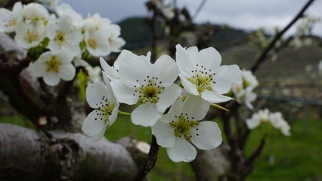 Free download Times Pear Flower Qha -  free photo or picture to be edited with GIMP online image editor