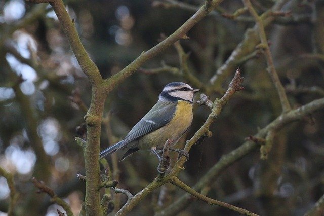 Free download Tit Bird Garden -  free photo or picture to be edited with GIMP online image editor