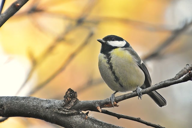 Free download tit bird great tit winged titmouse free picture to be edited with GIMP free online image editor