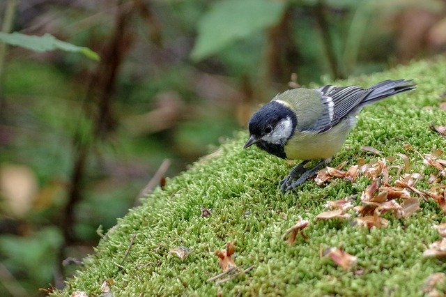 Free download Tit Bird Moss -  free photo or picture to be edited with GIMP online image editor