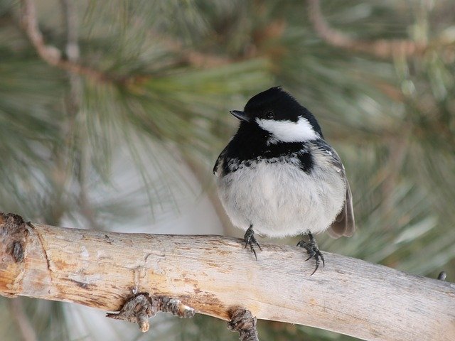 Free download Tit Bird Songbird -  free free photo or picture to be edited with GIMP online image editor