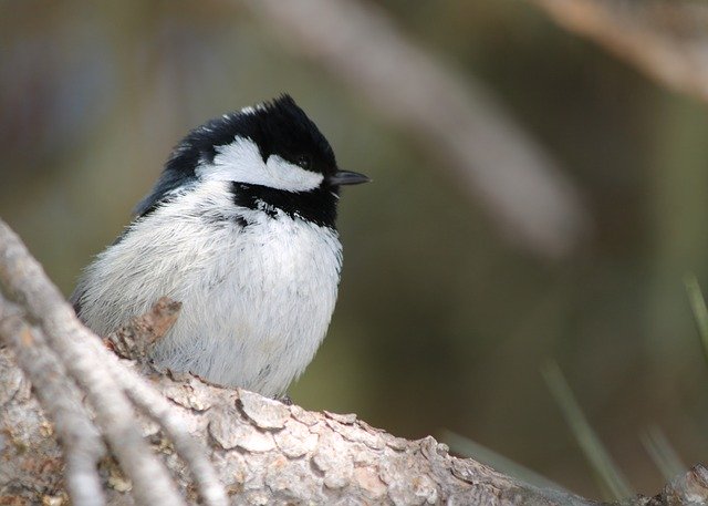 Free download Tit Bird Songbird Small -  free photo or picture to be edited with GIMP online image editor