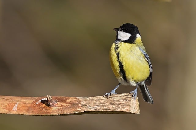 Free download tit great tit feed winter cold free picture to be edited with GIMP free online image editor