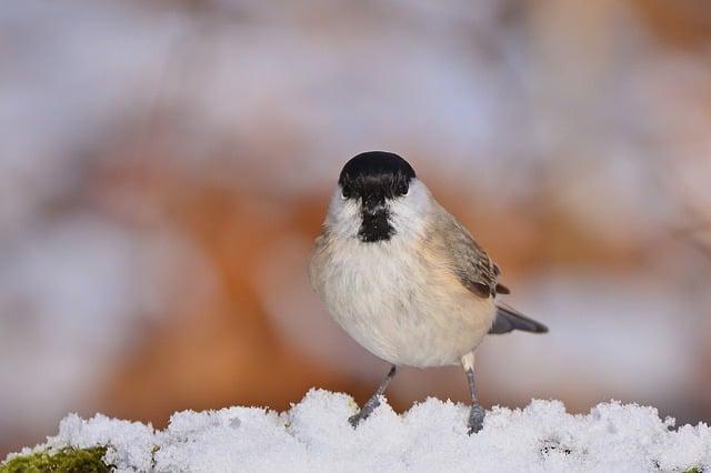 Free download tit marsh tit park winter snow free picture to be edited with GIMP free online image editor