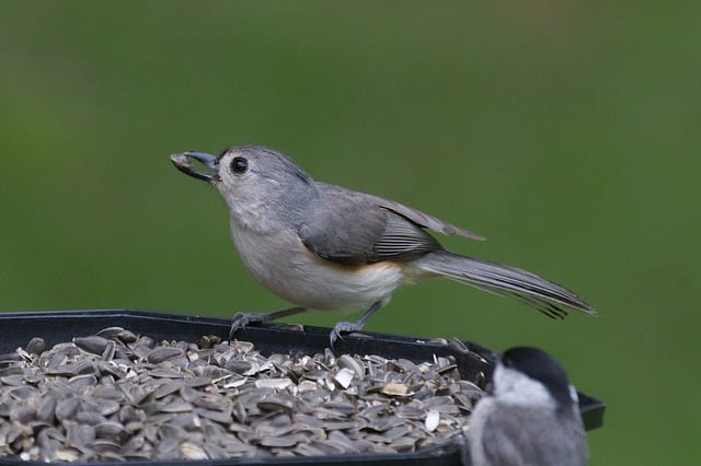 Free download titmouse bird nature animal free picture to be edited with GIMP free online image editor