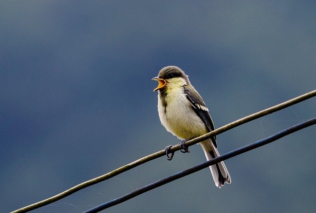 Free download Tit Parus Major Iucn -  free photo or picture to be edited with GIMP online image editor