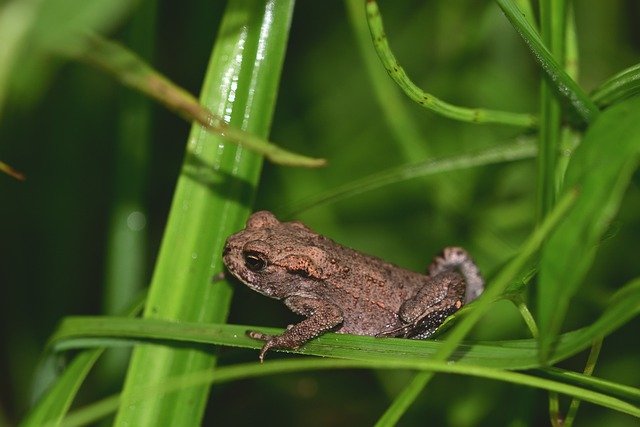 Free download toad amphibian meadow grass pond free picture to be edited with GIMP free online image editor