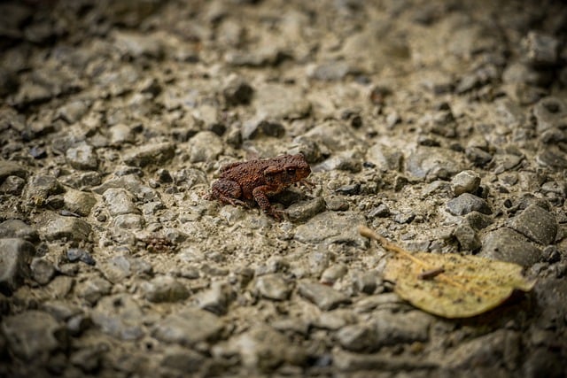 Free download toad amphibian road fall animal free picture to be edited with GIMP free online image editor