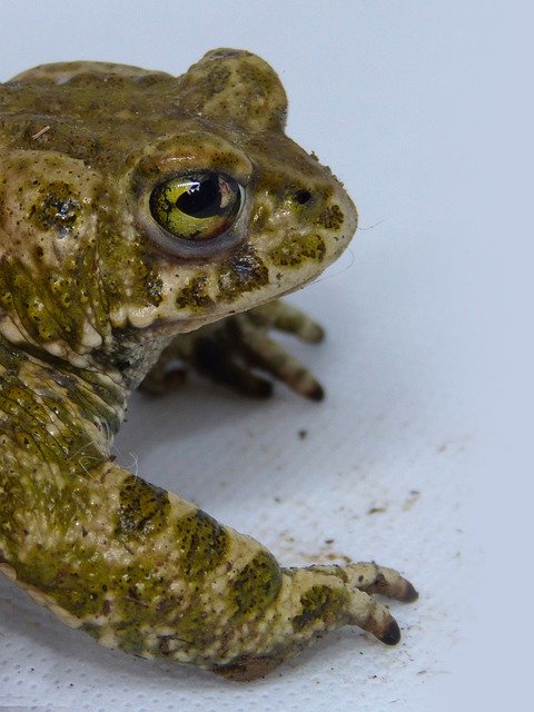 Free download Toad Foreground Frog -  free photo or picture to be edited with GIMP online image editor