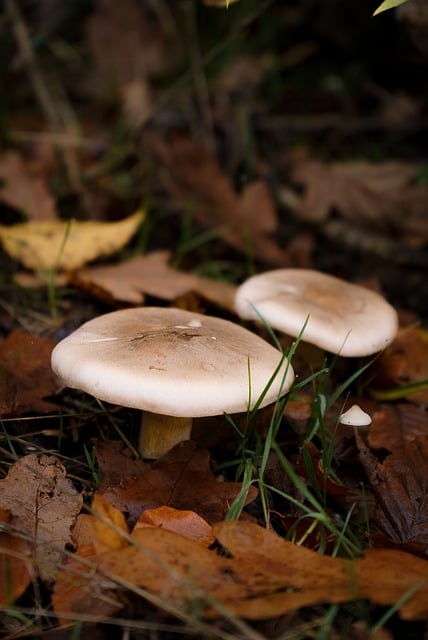 Free download toadstool forest nature fall free picture to be edited with GIMP free online image editor