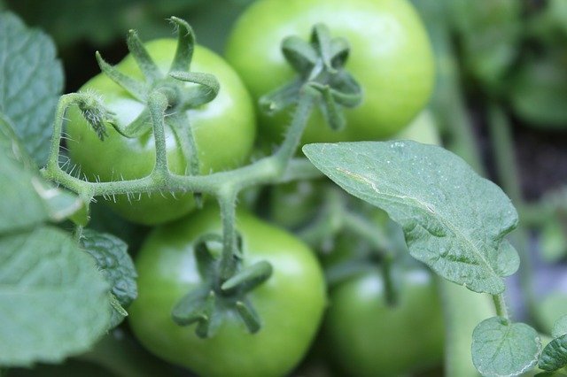 Free download Tomatoes Green -  free photo or picture to be edited with GIMP online image editor