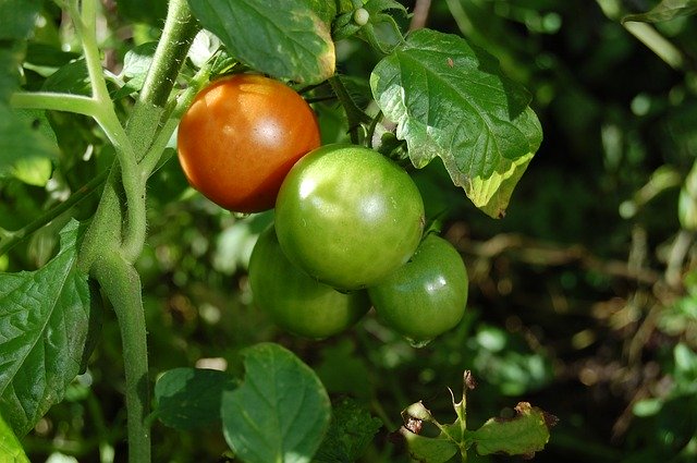 Free download Tomatoes Green Orange -  free photo or picture to be edited with GIMP online image editor