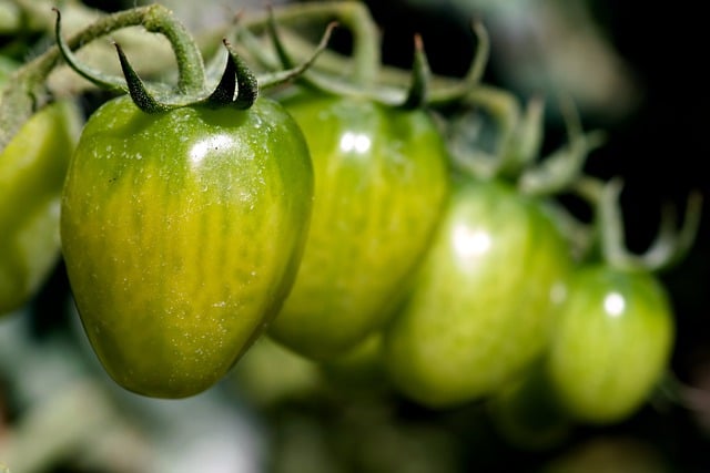 Free download tomatoes vegetables gardening free picture to be edited with GIMP free online image editor