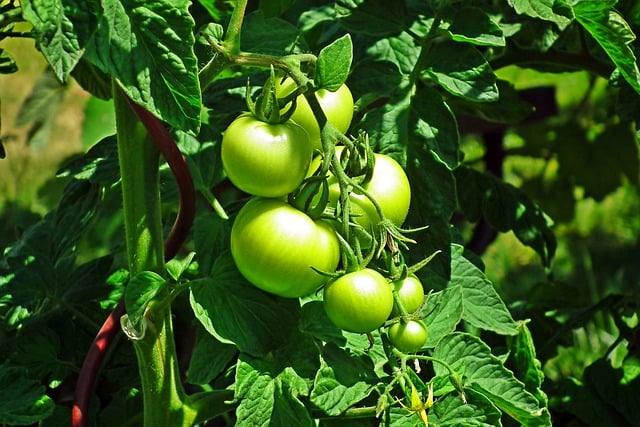 Free download tomatoes vegetables plant free picture to be edited with GIMP free online image editor