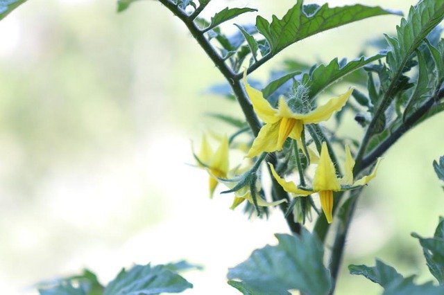 Free download Tomatoes Yellow Flowers Nature -  free photo or picture to be edited with GIMP online image editor