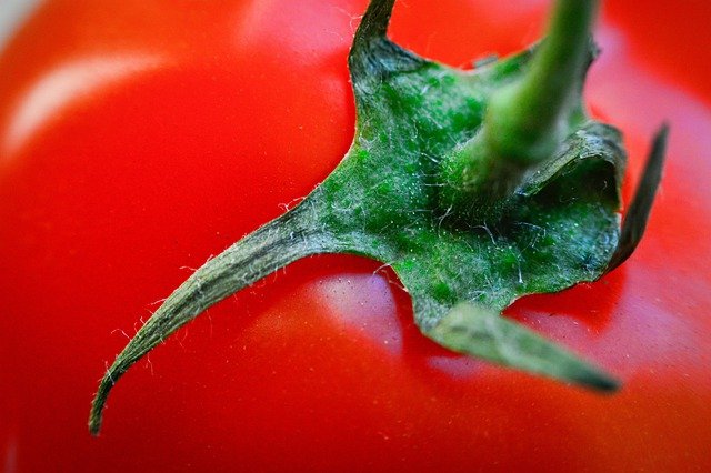 Free download tomato fruit close up macro free picture to be edited with GIMP free online image editor