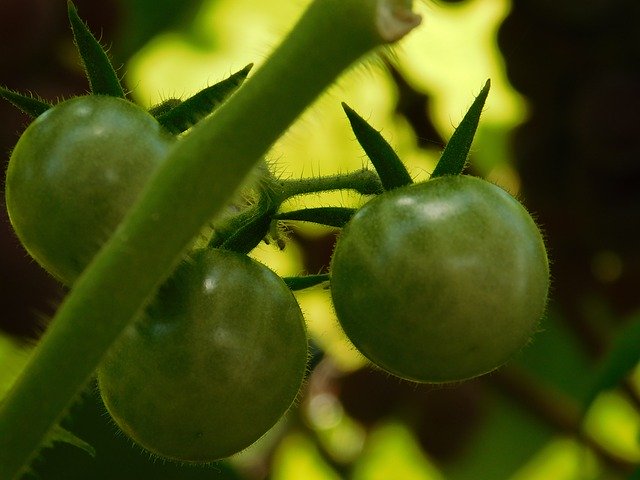 Free download Tomato Green Garden The -  free photo or picture to be edited with GIMP online image editor