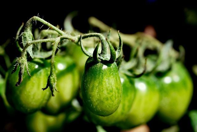 Free download tomato plant vegetable fresh food free picture to be edited with GIMP free online image editor