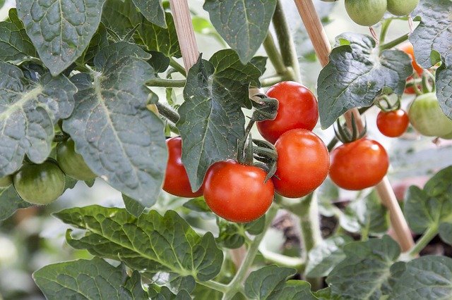 Free download Tomato Solanum Greenhouse -  free photo or picture to be edited with GIMP online image editor