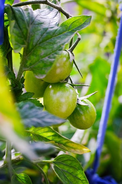 Free download tomato tomato flower vegetable free picture to be edited with GIMP free online image editor