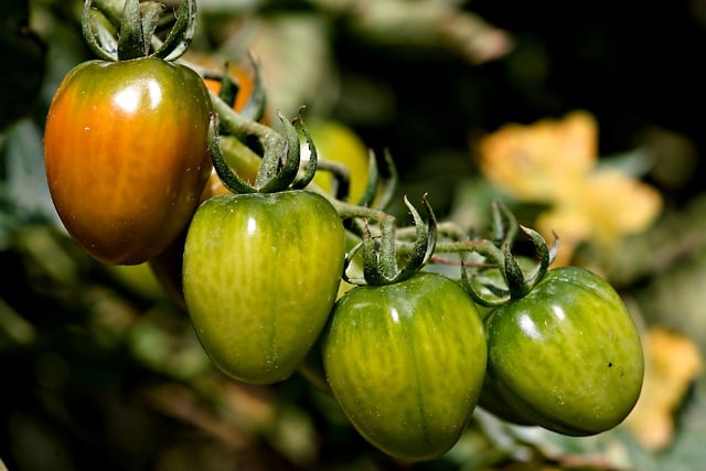 Free download tomato vegetable fresh food free picture to be edited with GIMP free online image editor