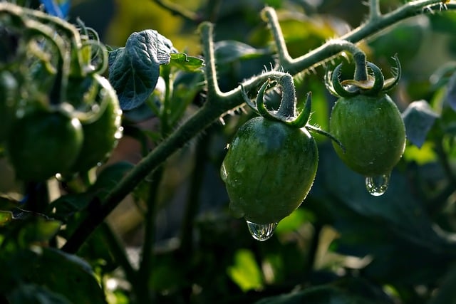 Free download tomato vegetable plant nature tree free picture to be edited with GIMP free online image editor