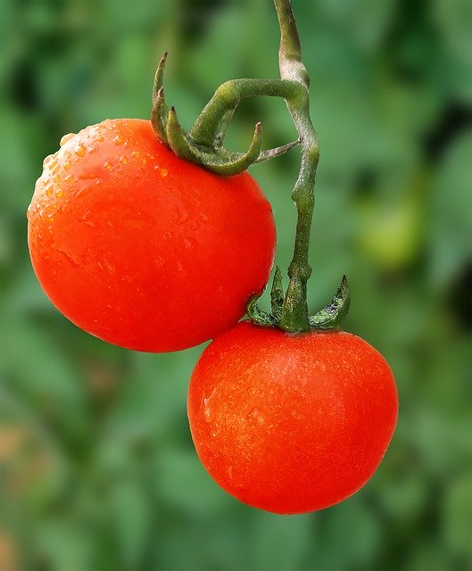 Free download Tomato Veggies Health -  free photo or picture to be edited with GIMP online image editor