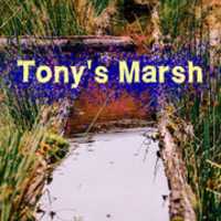 Free download Tonys Marsh 1 free photo or picture to be edited with GIMP online image editor