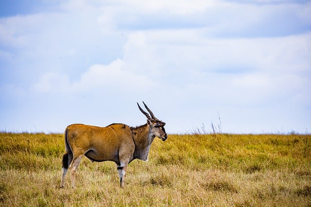 Free download topi antelope animal free picture to be edited with GIMP free online image editor