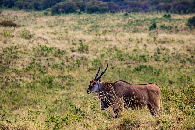 Free download topi antelope grassland free picture to be edited with GIMP free online image editor