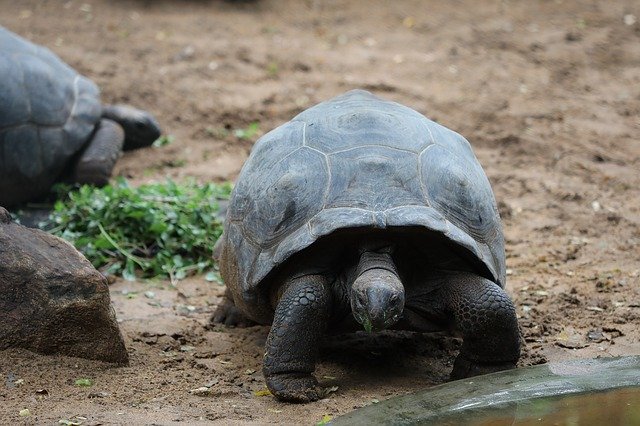 Free download Tortoise Sand -  free photo or picture to be edited with GIMP online image editor