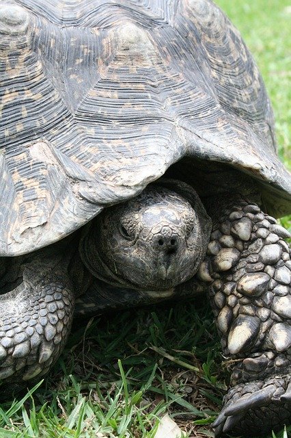 Free download Tortoise Shell Wildlife -  free photo or picture to be edited with GIMP online image editor