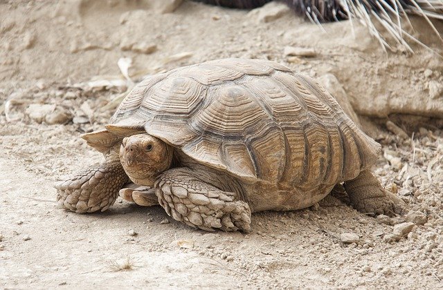 Free download Tortoise Turtle Animals -  free photo or picture to be edited with GIMP online image editor