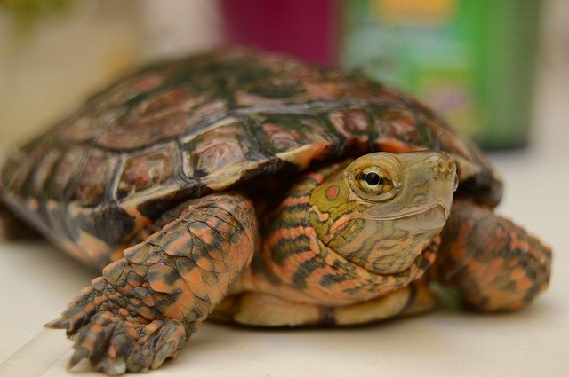 Free download Tortuga Animal Mascota -  free photo or picture to be edited with GIMP online image editor