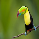 Toucan Bird Theme  screen for extension Chrome web store in OffiDocs Chromium