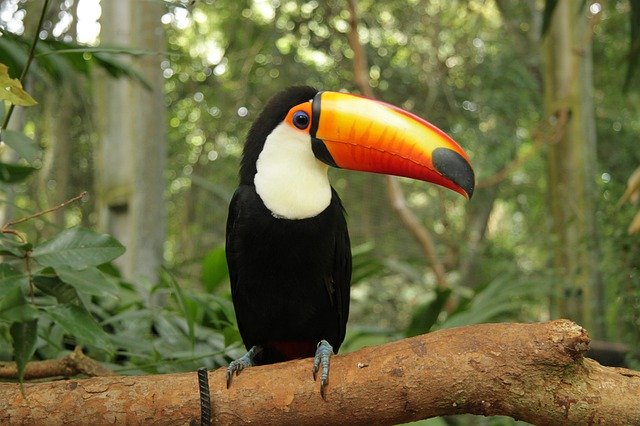 Free download Toucan Bird Tropical -  free photo or picture to be edited with GIMP online image editor