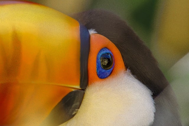 Free download toucan bird tropical nozzle nature free picture to be edited with GIMP free online image editor