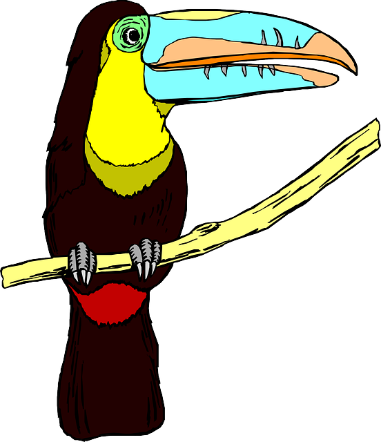 Free download Toucan Bird Wildlife - Free vector graphic on Pixabay free illustration to be edited with GIMP free online image editor