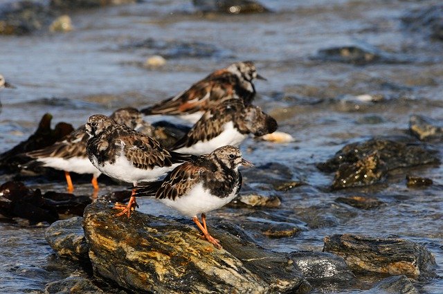 Free download Tournepierre Sea Wader -  free photo or picture to be edited with GIMP online image editor