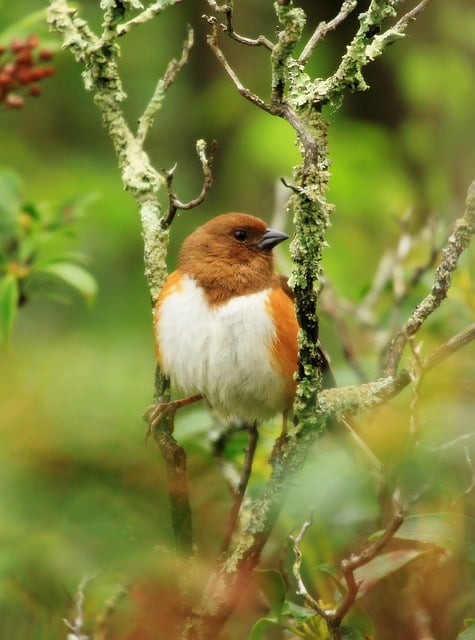 Free download towhee bird nature wildlife animal free picture to be edited with GIMP free online image editor