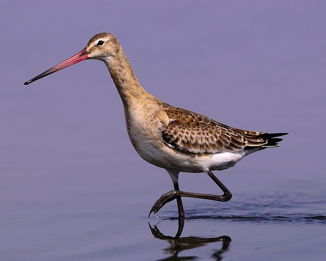 Free download toyo bird snipe blacktail too free picture to be edited with GIMP free online image editor