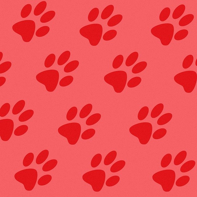 Free download Tracks Prints Paws Animal -  free illustration to be edited with GIMP free online image editor