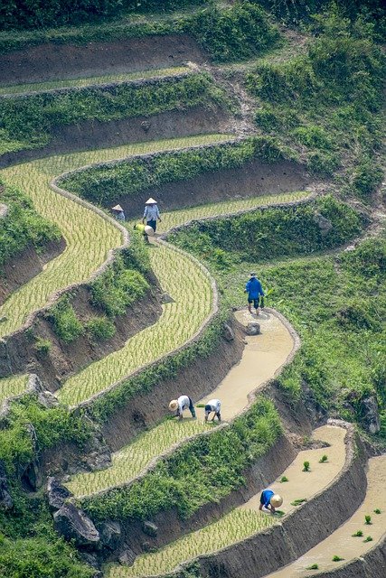 Free download transplanting rice rice field rice free picture to be edited with GIMP free online image editor