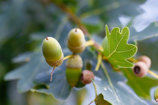 Free download tree acorns nature seeds summer free picture to be edited with GIMP free online image editor