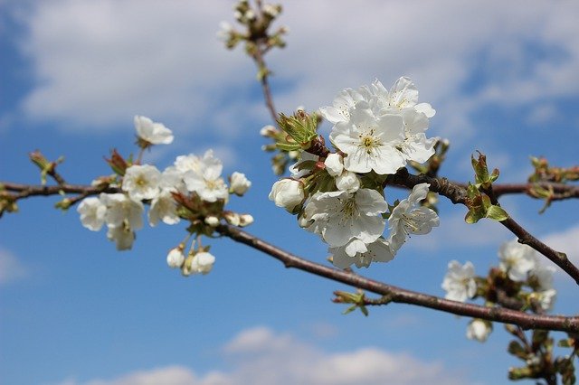 Free download Tree Agriculture Orchard -  free photo or picture to be edited with GIMP online image editor