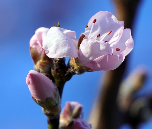 Free download tree almond tree blossom pink free picture to be edited with GIMP free online image editor