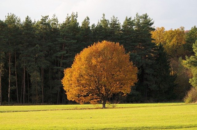 Безкоштовно завантажте Tree Autumn Color - безкоштовну фотографію або зображення для редагування за допомогою онлайн-редактора зображень GIMP