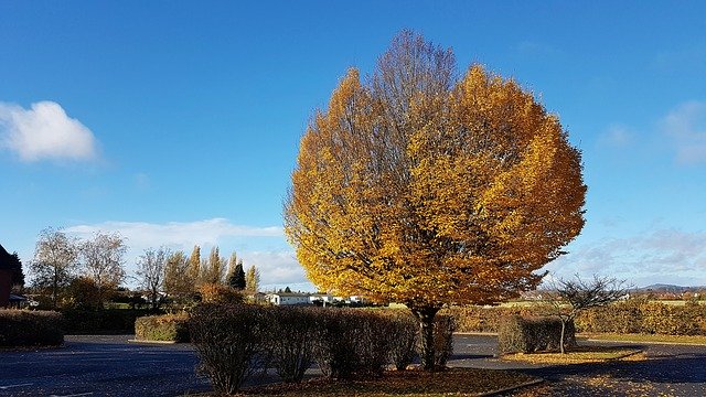 Free download Tree Autumn Landscape -  free photo or picture to be edited with GIMP online image editor